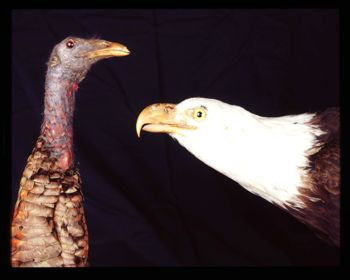 Media type: image;   Ornithology 67842 Description: from photo sessions for Rarest of the Rare but not published in the book;